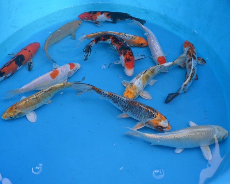 koi fisk koi fisk